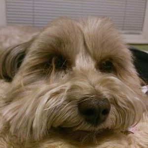 Meet your Posher, Dan